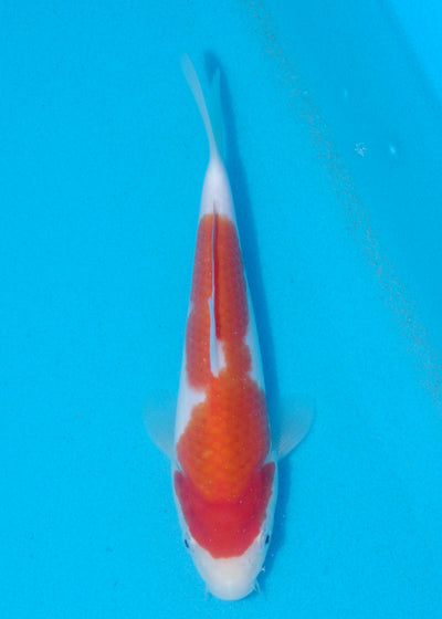21.5cm Kohaku (Marudo) REF - AUG143