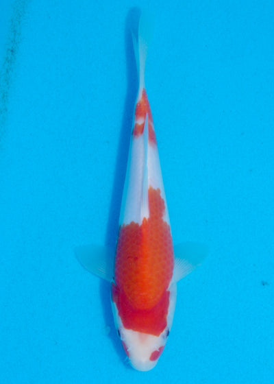 23cm Kohaku (Marudo) REF - AUG144