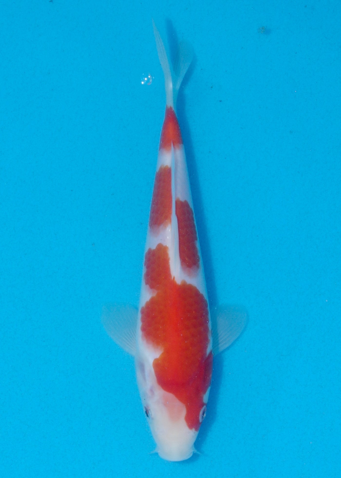 22cm Kohaku (Marudo) REF - AUG145