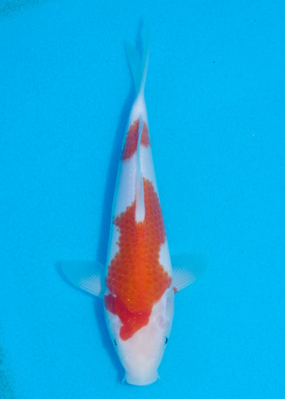 23cm Kohaku (Marudo) REF - AUG146
