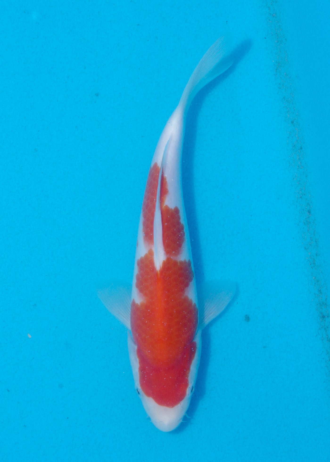 23cm Kohaku (Marudo) REF - AUG147