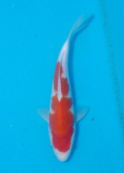 23cm Kohaku (Marudo) REF - AUG147