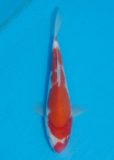 23cm Kohaku (Marudo) REF - AUG148