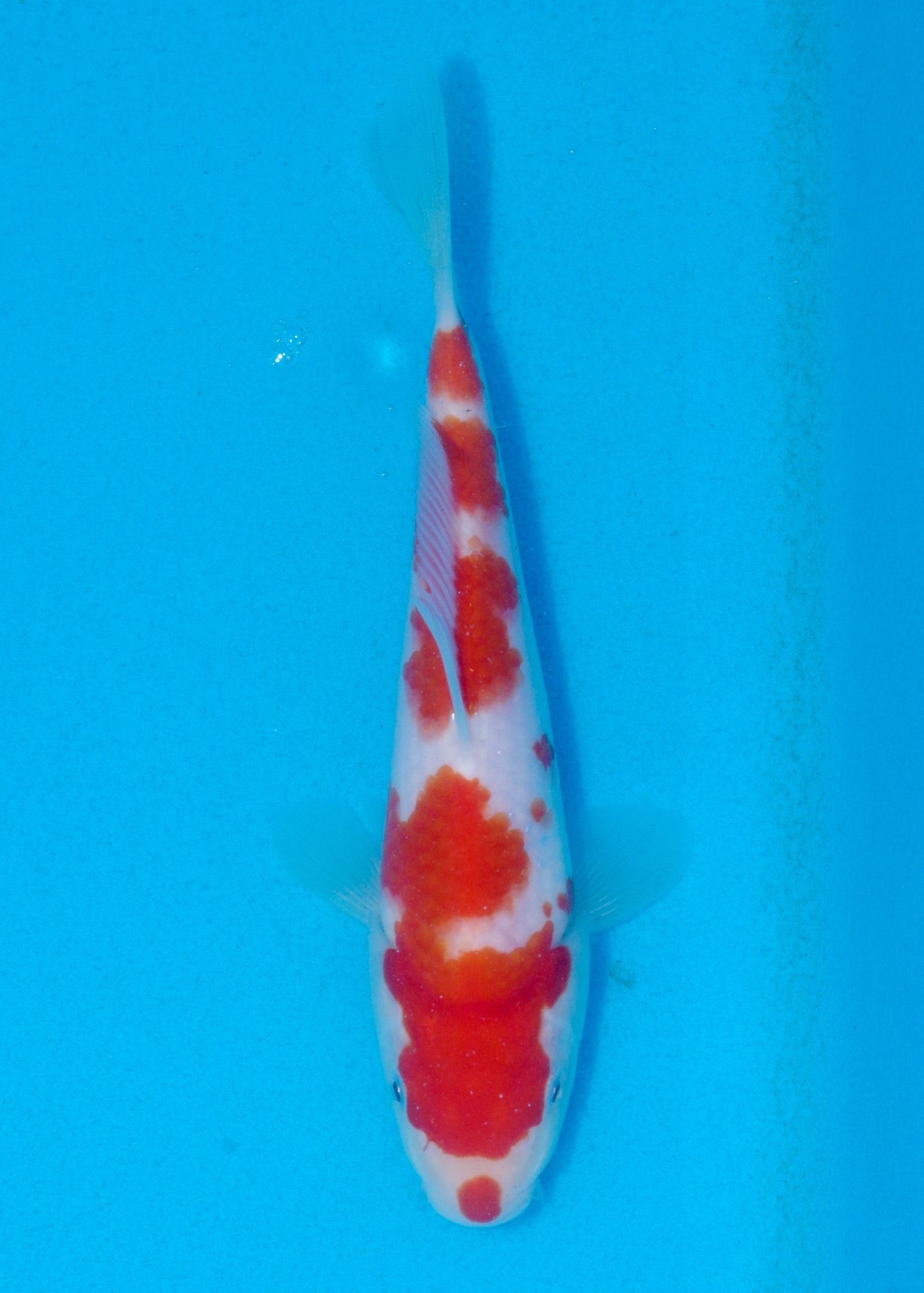 20cm Kohaku (Marudo) REF - AUG149