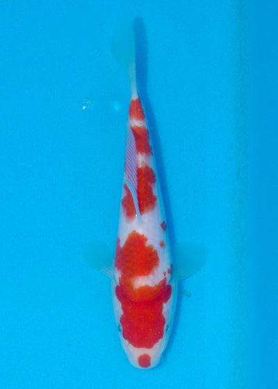 20cm Kohaku (Marudo) REF - AUG149