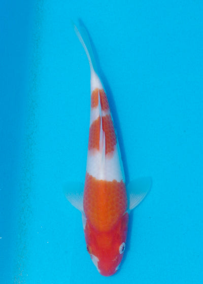 22.5cm Kohaku (Marudo) REF - AUG150