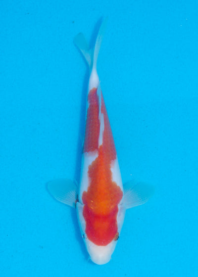 23cm Kohaku (Marudo) REF - AUG151