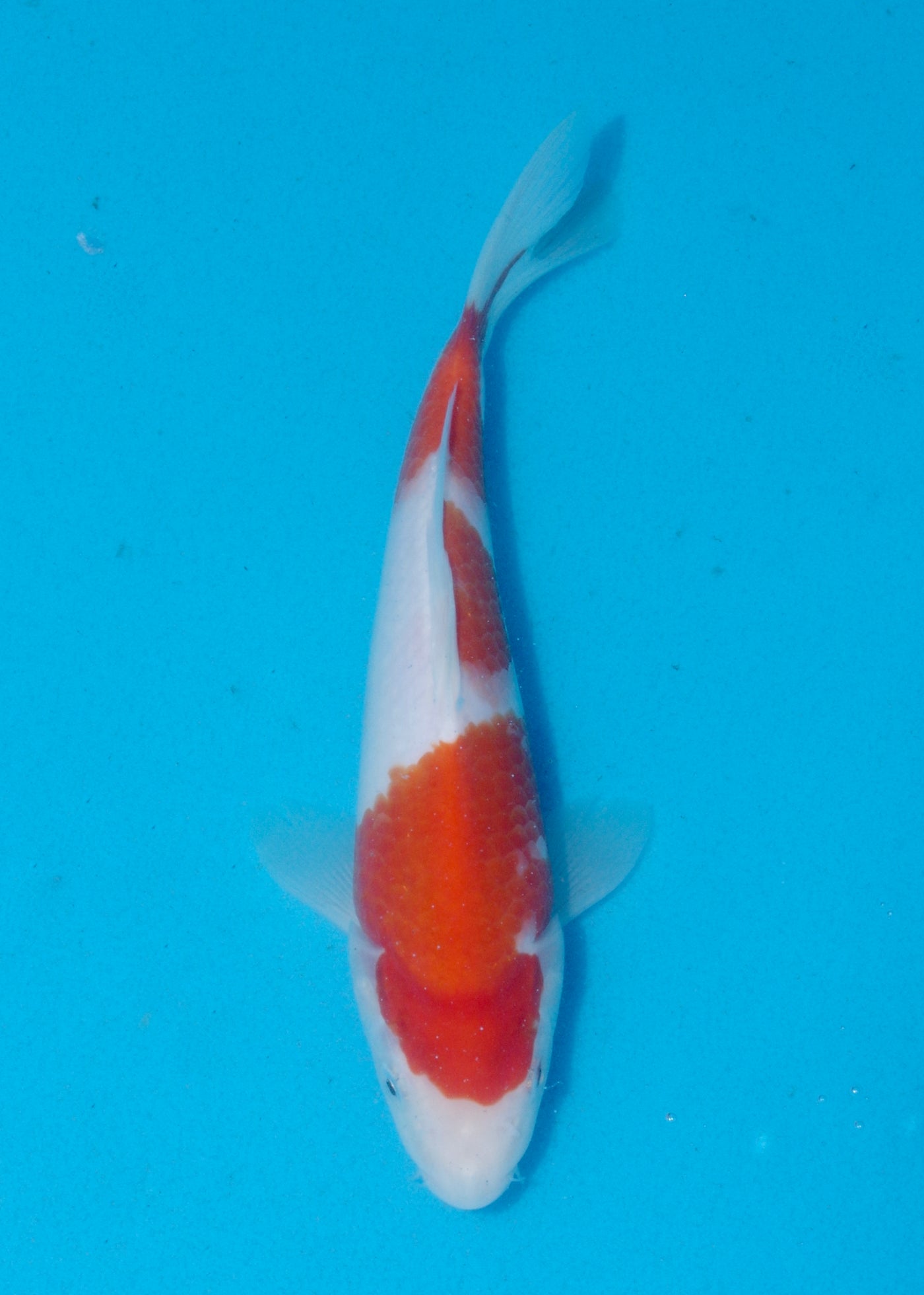 24cm Kohaku (Marudo) REF - AUG152