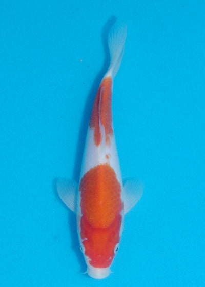 24cm Kohaku (Marudo) REF - AUG153