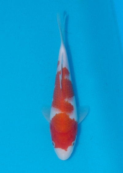 21cm Kohaku (Marudo) REF - AUG154