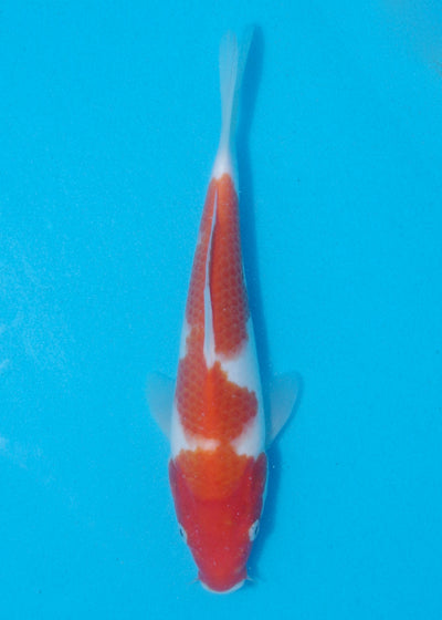 24cm Kohaku (Marudo) REF - AUG155
