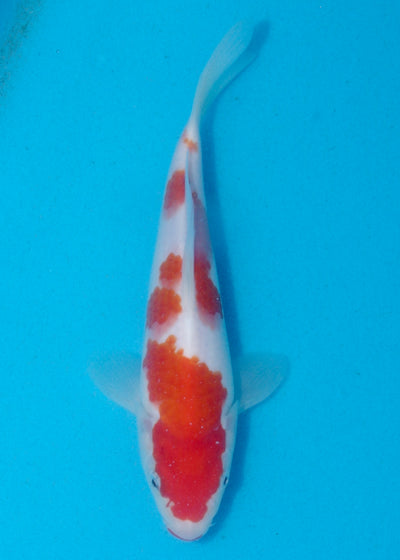 21cm Kohaku (Marudo) REF - AUG156