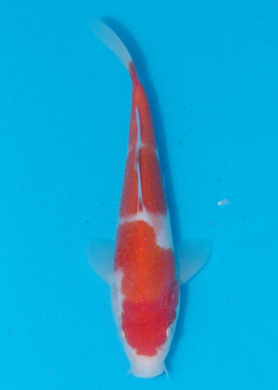 20cm Kohaku (Marudo) REF - AUG157