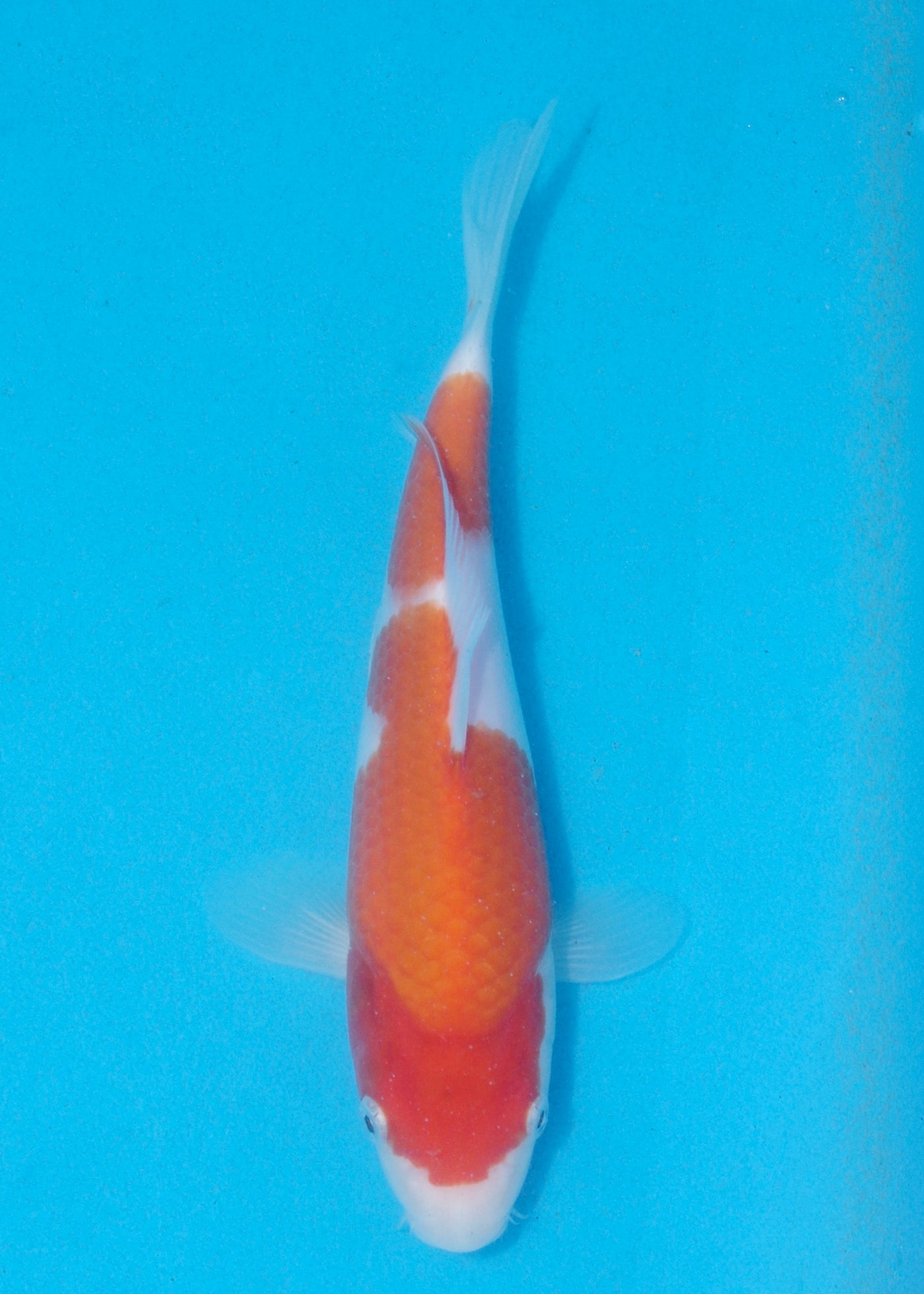 22cm Kohaku (Marudo) REF - AUG158