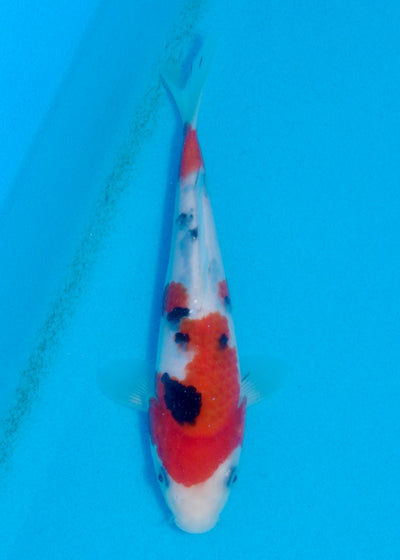 21cm Sanke (Marudo) REF - AUG159