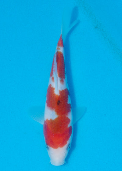 20cm Sanke (Marudo) REF - AUG160