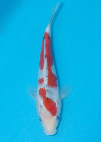 24cm Sanke (Marudo) REF - AUG161
