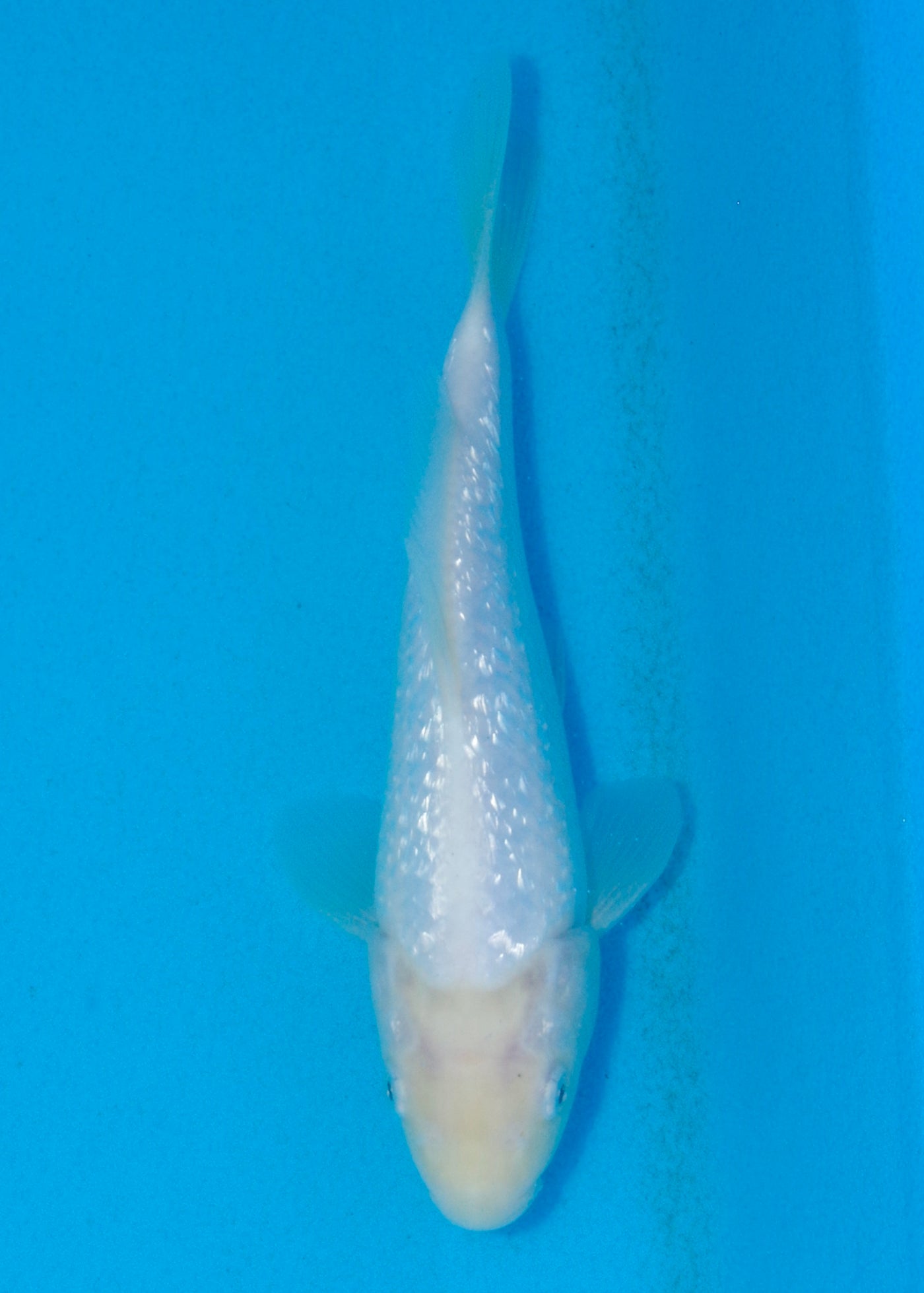23cm Ginrin Shiro Muji (Shinoda) REF - AUG162