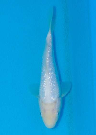 23cm Ginrin Shiro Muji (Shinoda) REF - AUG162