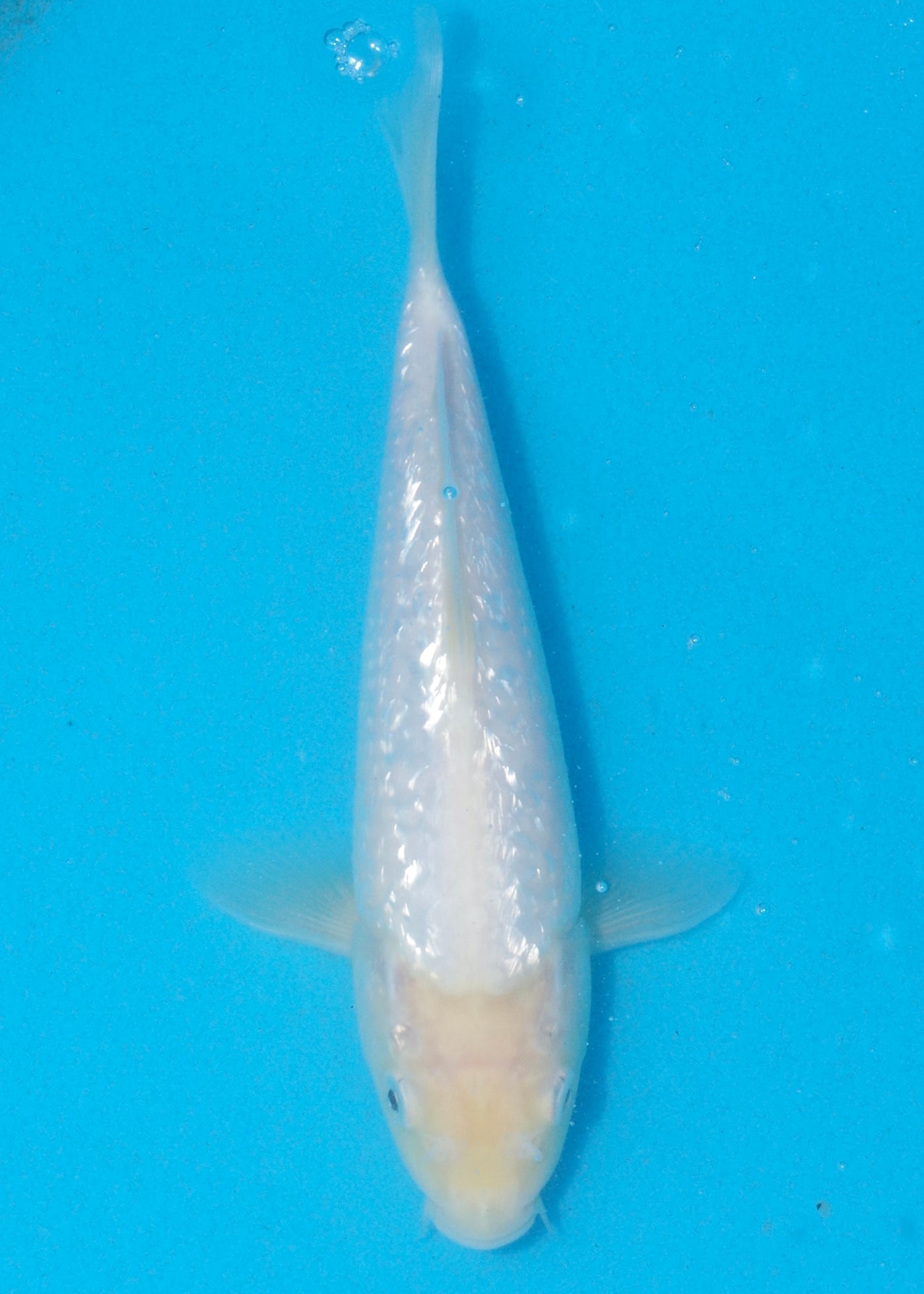 20cm Ginrin Shiro Muji (Shinoda) REF - AUG163