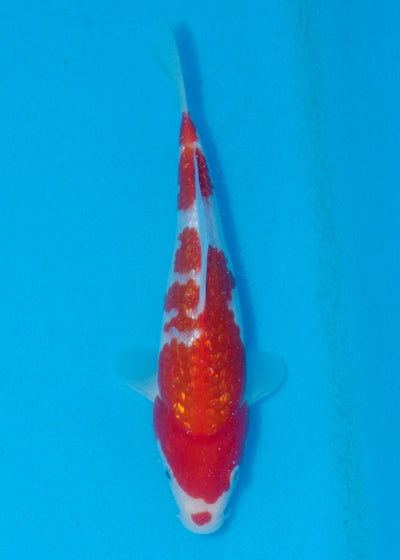 21cm Ginrin Kohaku (Shinoda) REF - AUG164