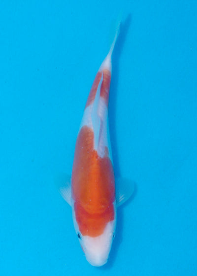 21cm Doitsu Kohaku (Shinoda) REF - AUG165