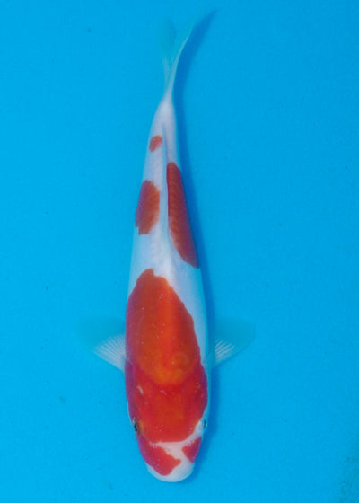 25cm Doitsu Kohaku (Shinoda) REF - AUG166