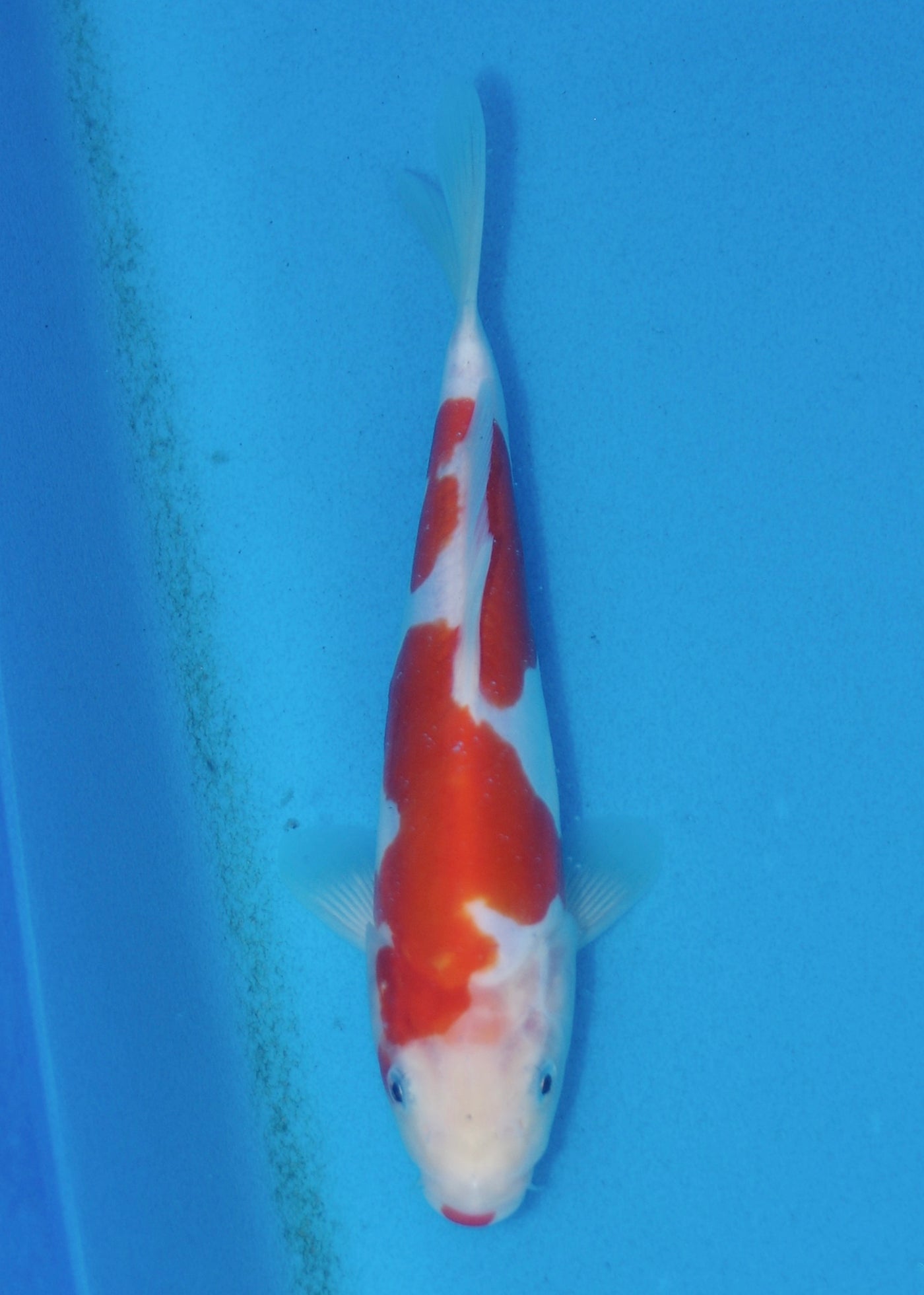23cm Doitsu Kohaku (Shinoda) REF - AUG167