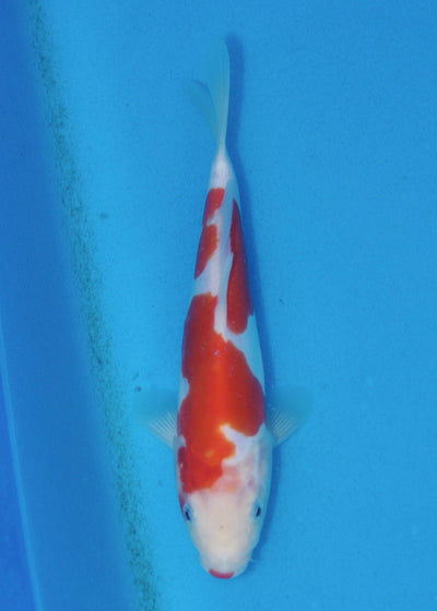 23cm Doitsu Kohaku (Shinoda) REF - AUG167