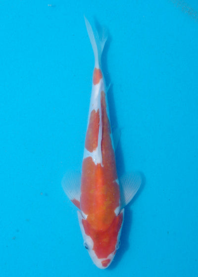 25cm Doitsu Kohaku (Shinoda) REF - AUG168