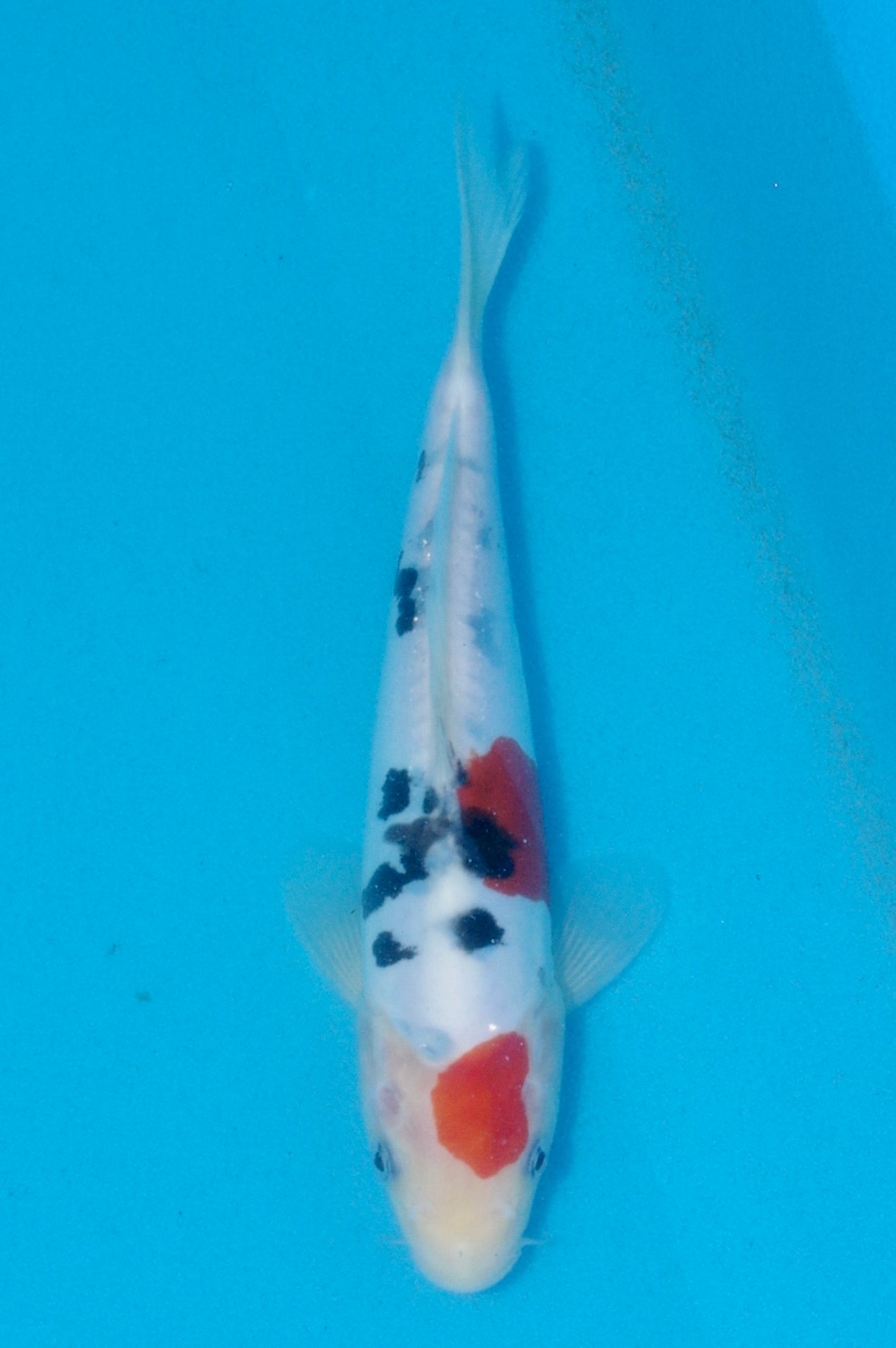24cm Doitsu Sanke (Shinoda) REF - AUG169
