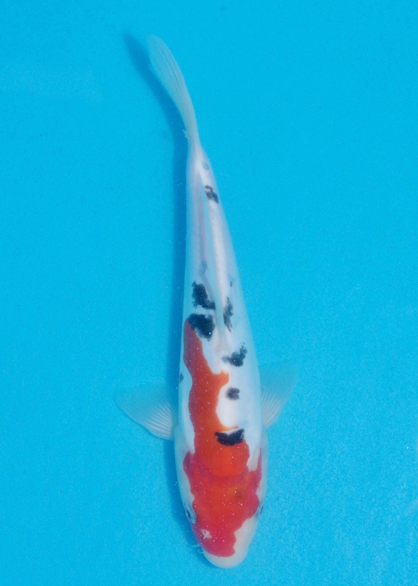 25cm Doitsu Sanke (Shinoda) REF - AUG170
