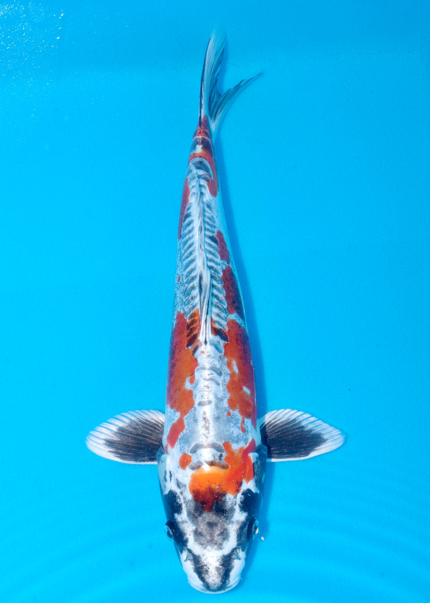 41cm Beni Kikokuryu (Marusaka) REF - AUG175