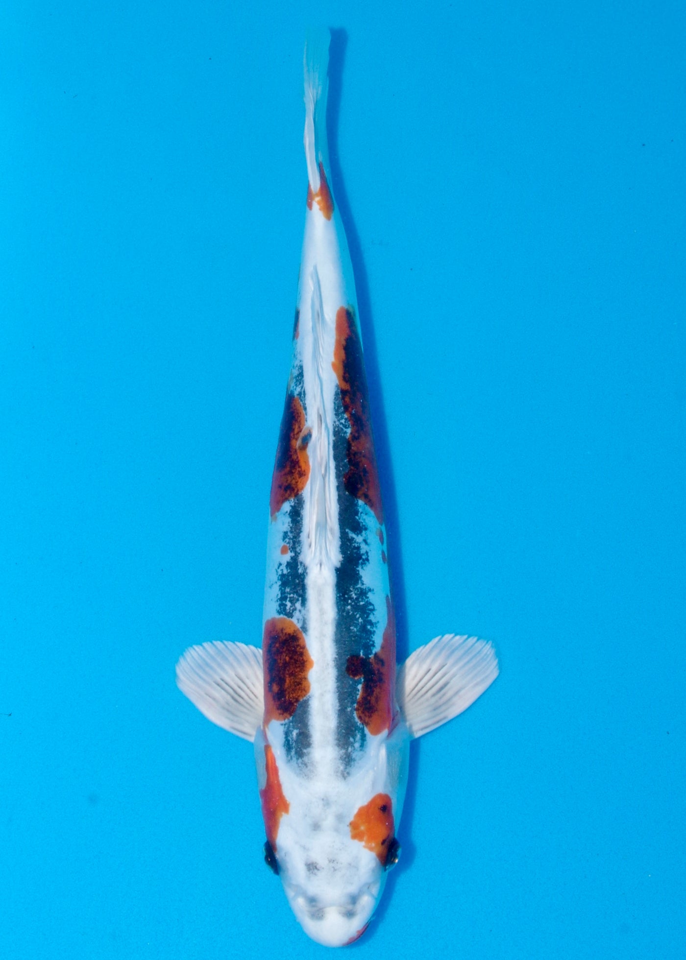 44cm Beni Kikokuryu (Marusaka) REF - AUG176