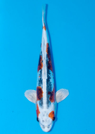 44cm Beni Kikokuryu (Marusaka) REF - AUG176