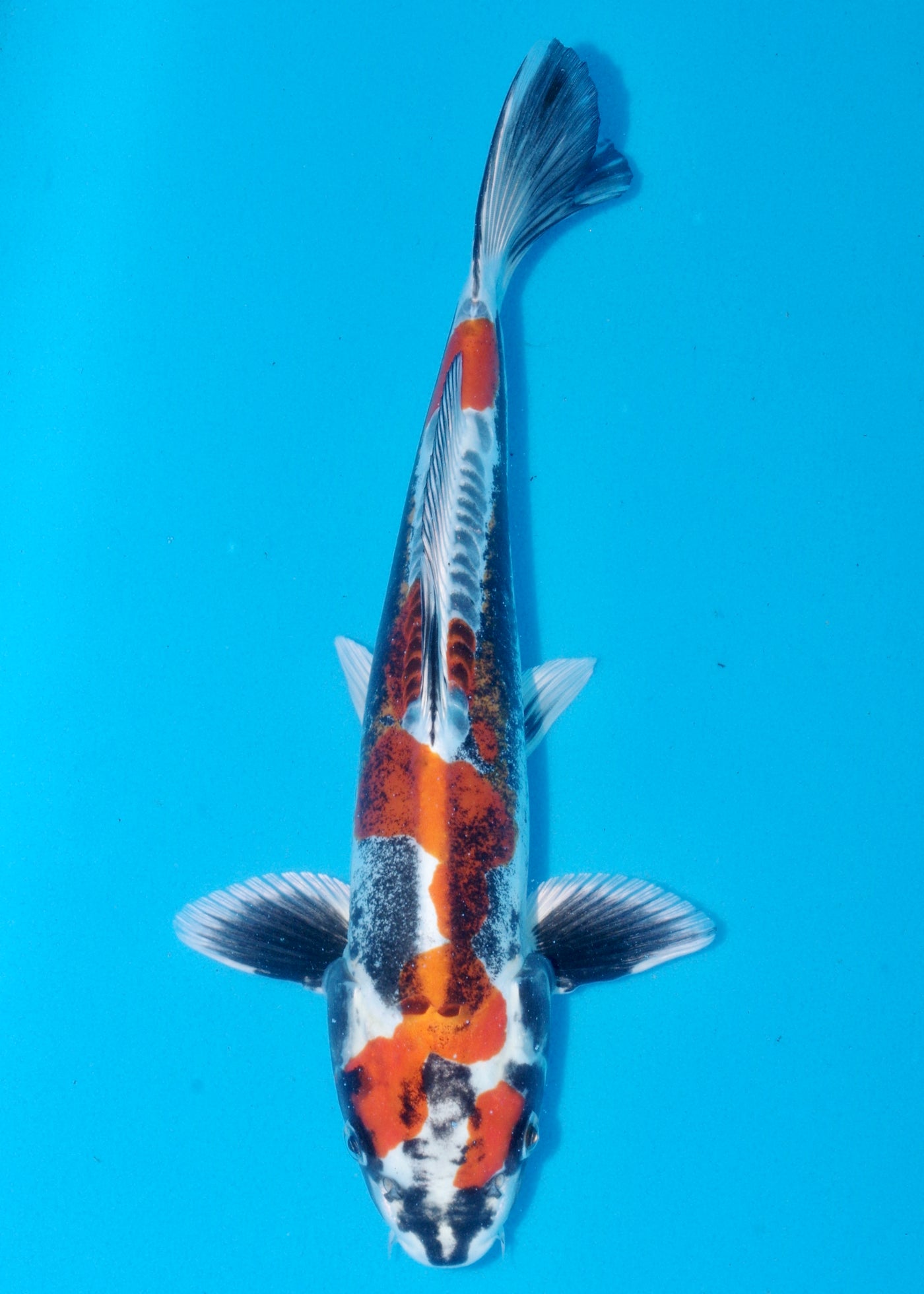 37cm Beni Kikokuryu (Marusaka) REF - AUG177
