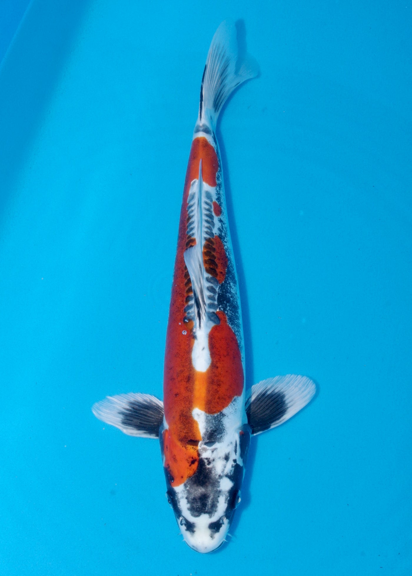 43cm Beni Kikokuryu (Marusaka) REF - AUG178