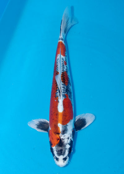 43cm Beni Kikokuryu (Marusaka) REF - AUG178