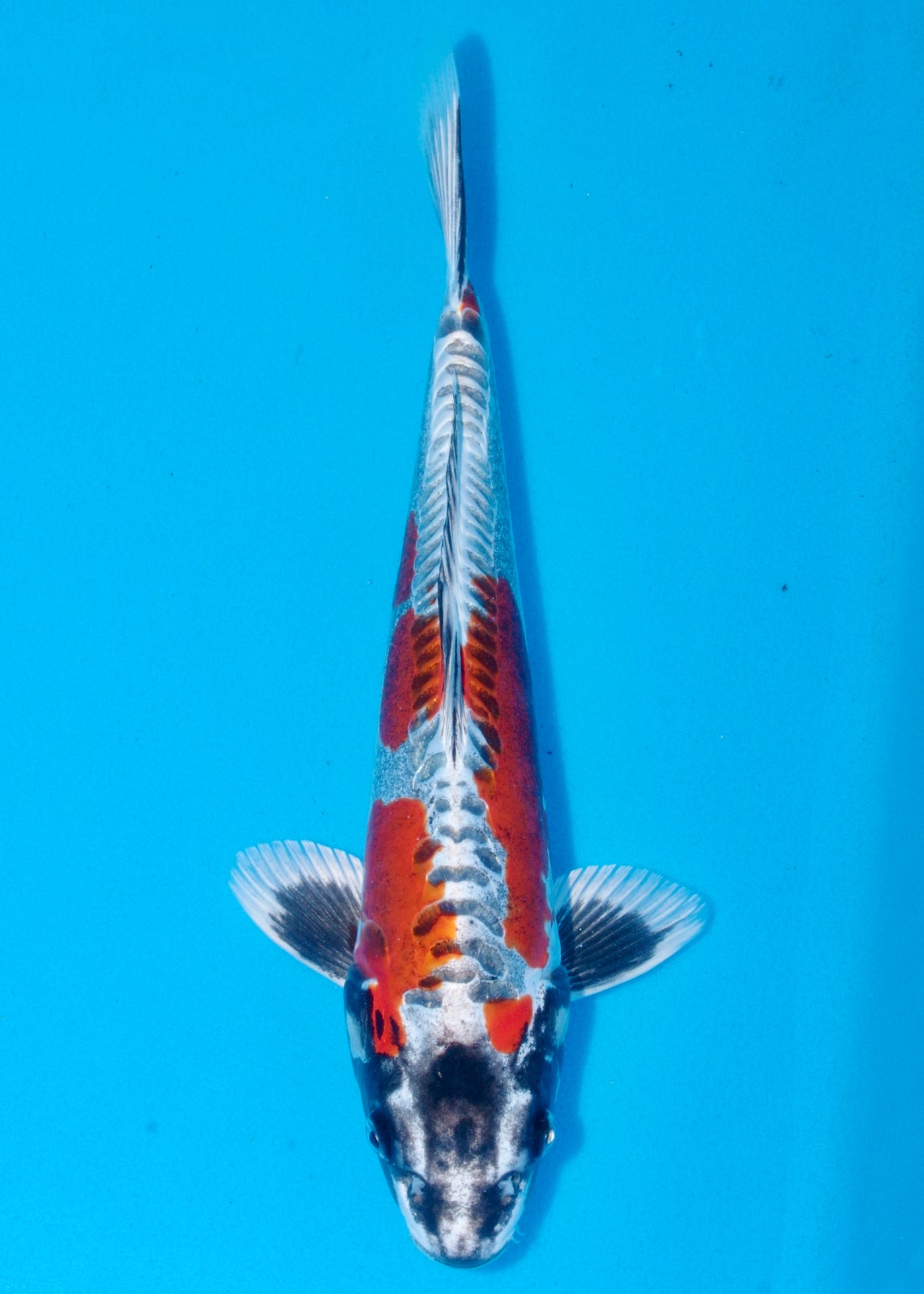 36cm Beni Kikokuryu (Marusaka) REF - AUG179