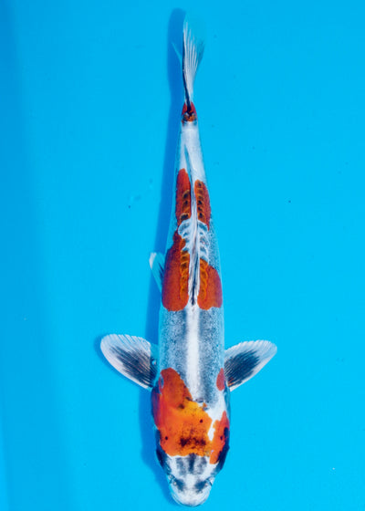 42cm Beni Kikokuryu (Marusaka) REF - AUG180
