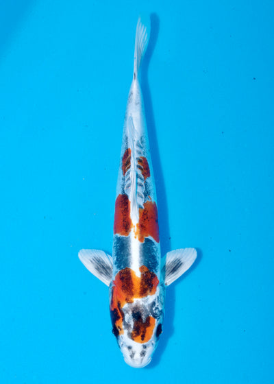 38cm Beni Kikokuryu (Marusaka) REF - AUG181