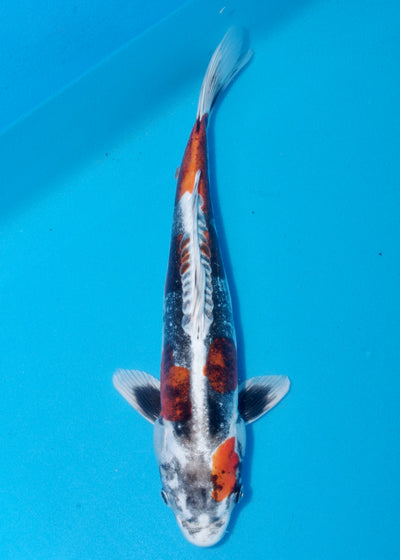 40cm Beni Kikokuryu (Marusaka) REF - AUG182