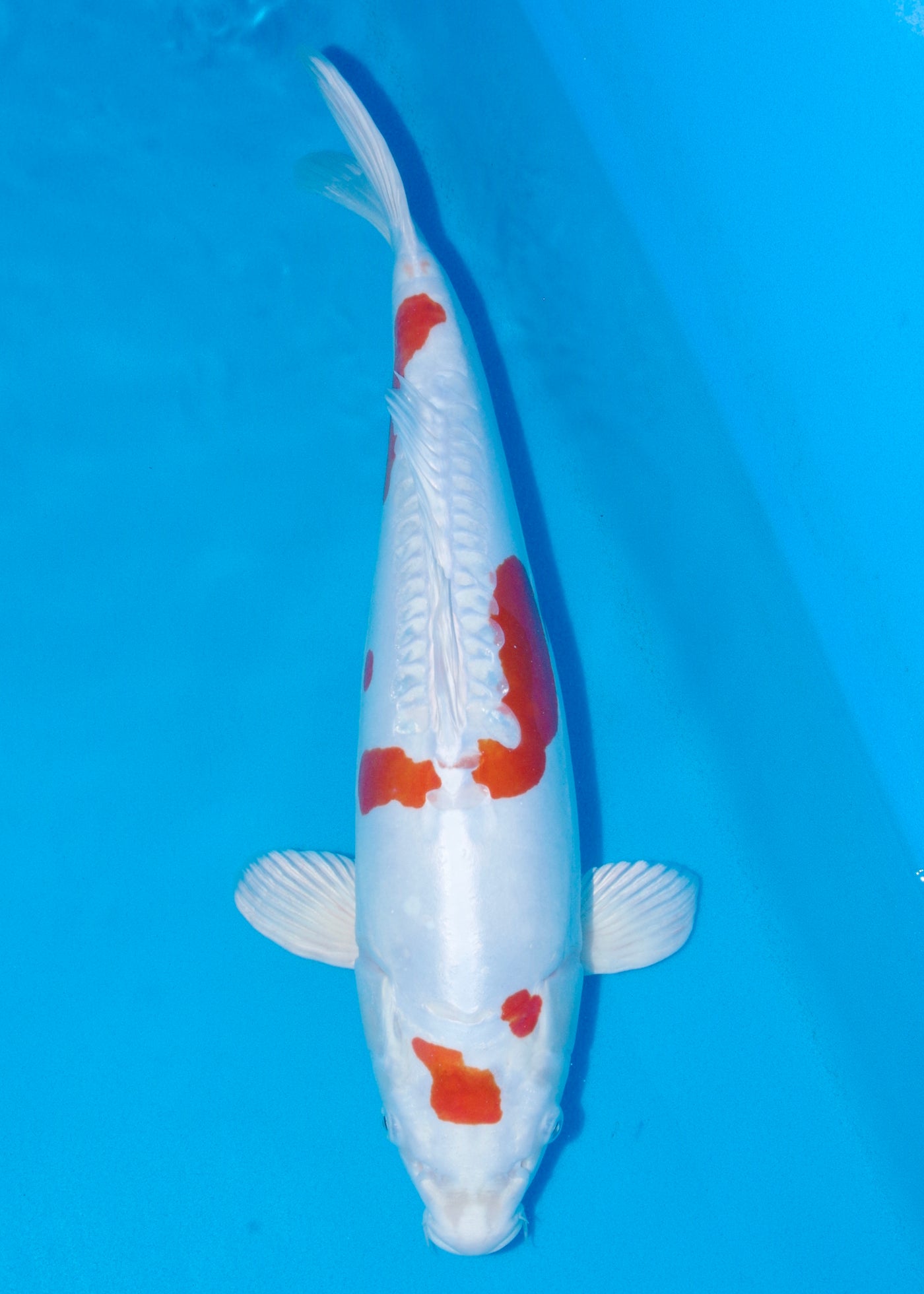 52cm Kikisui (Kanno) REF - AUG183