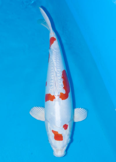 52cm Kikisui (Kanno) REF - AUG183