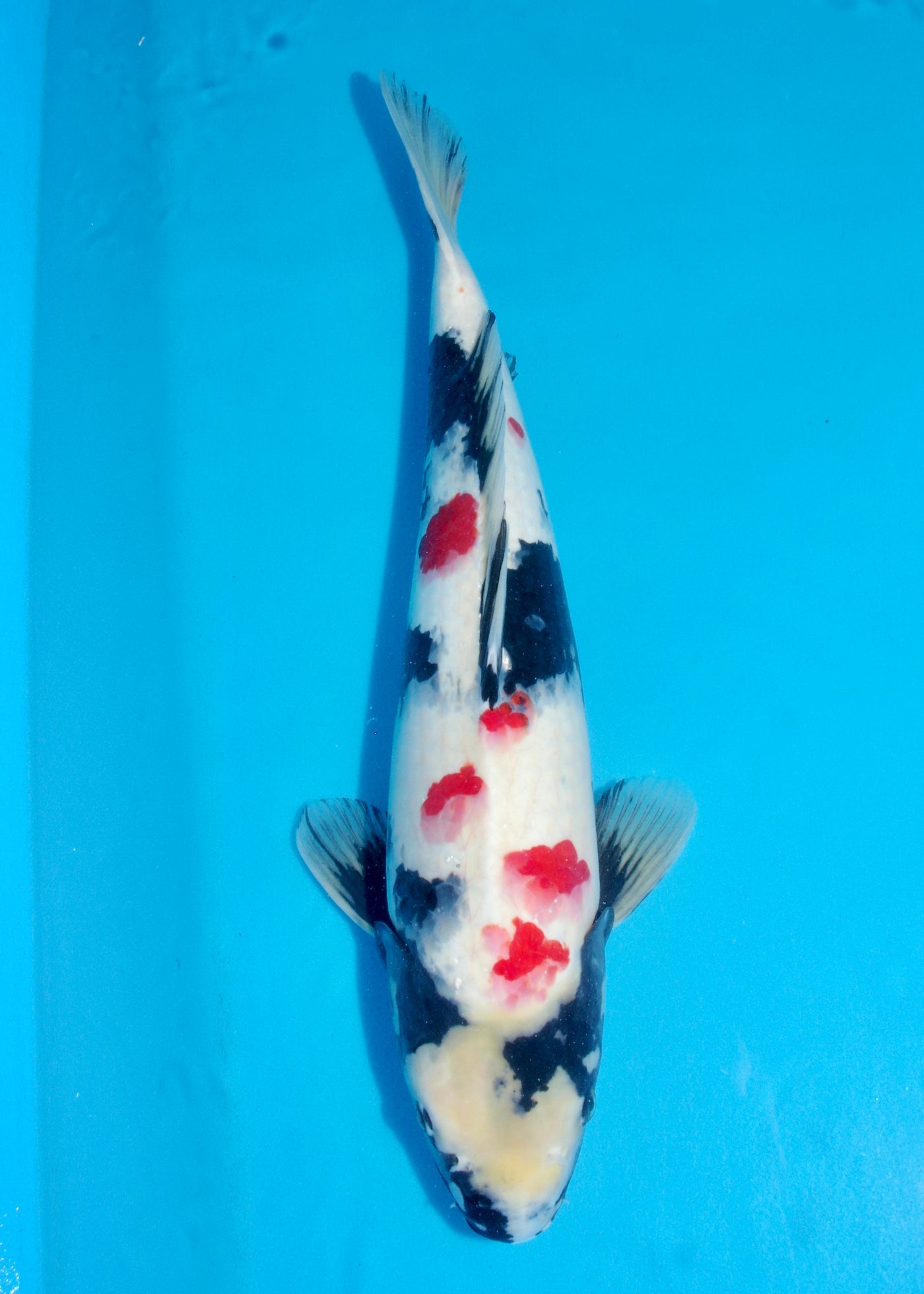 60cm Showa (Sekiguchi) REF - AUG185