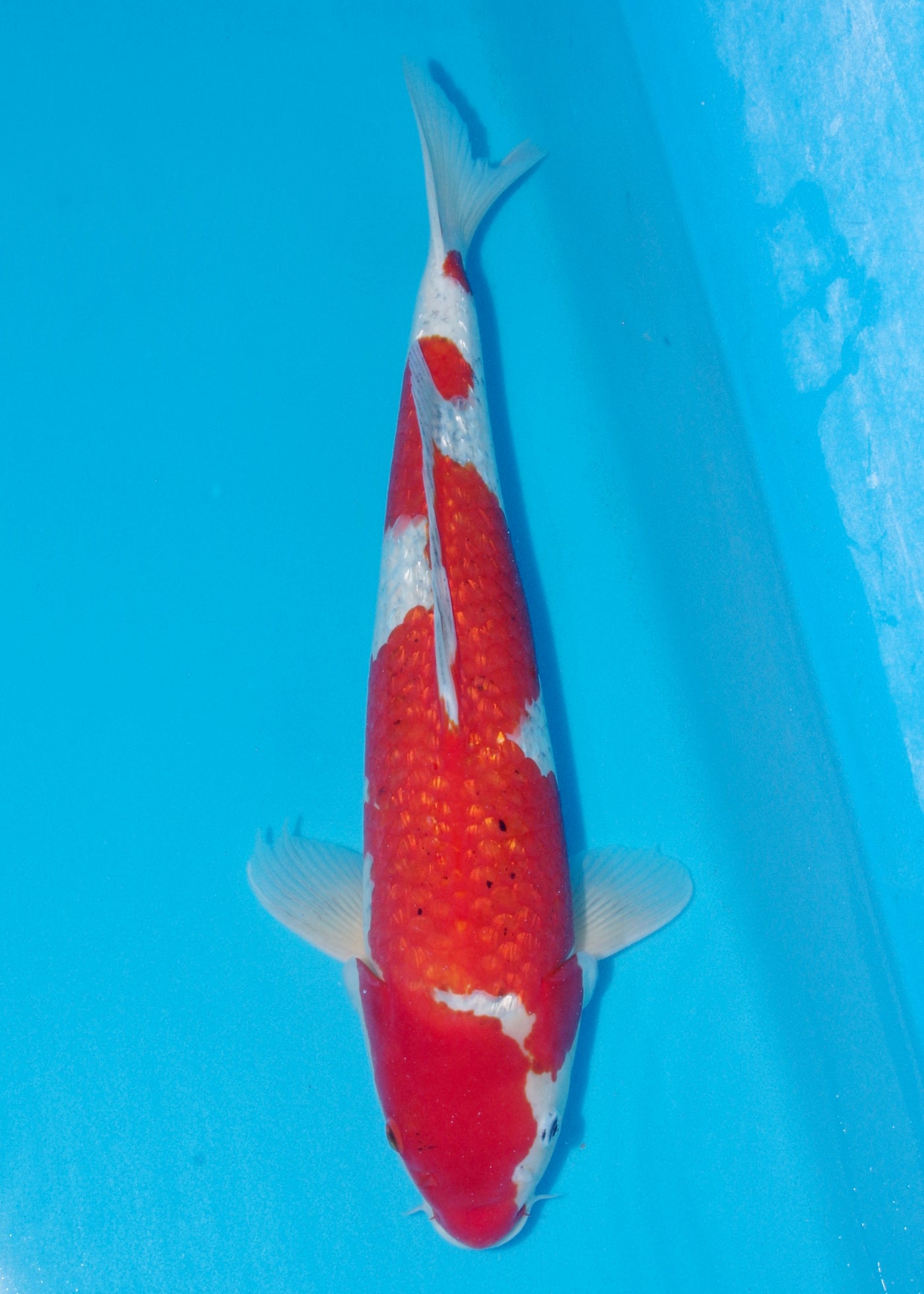 54cm Ginrin Goshiki (Hiroi) REF - AUG184