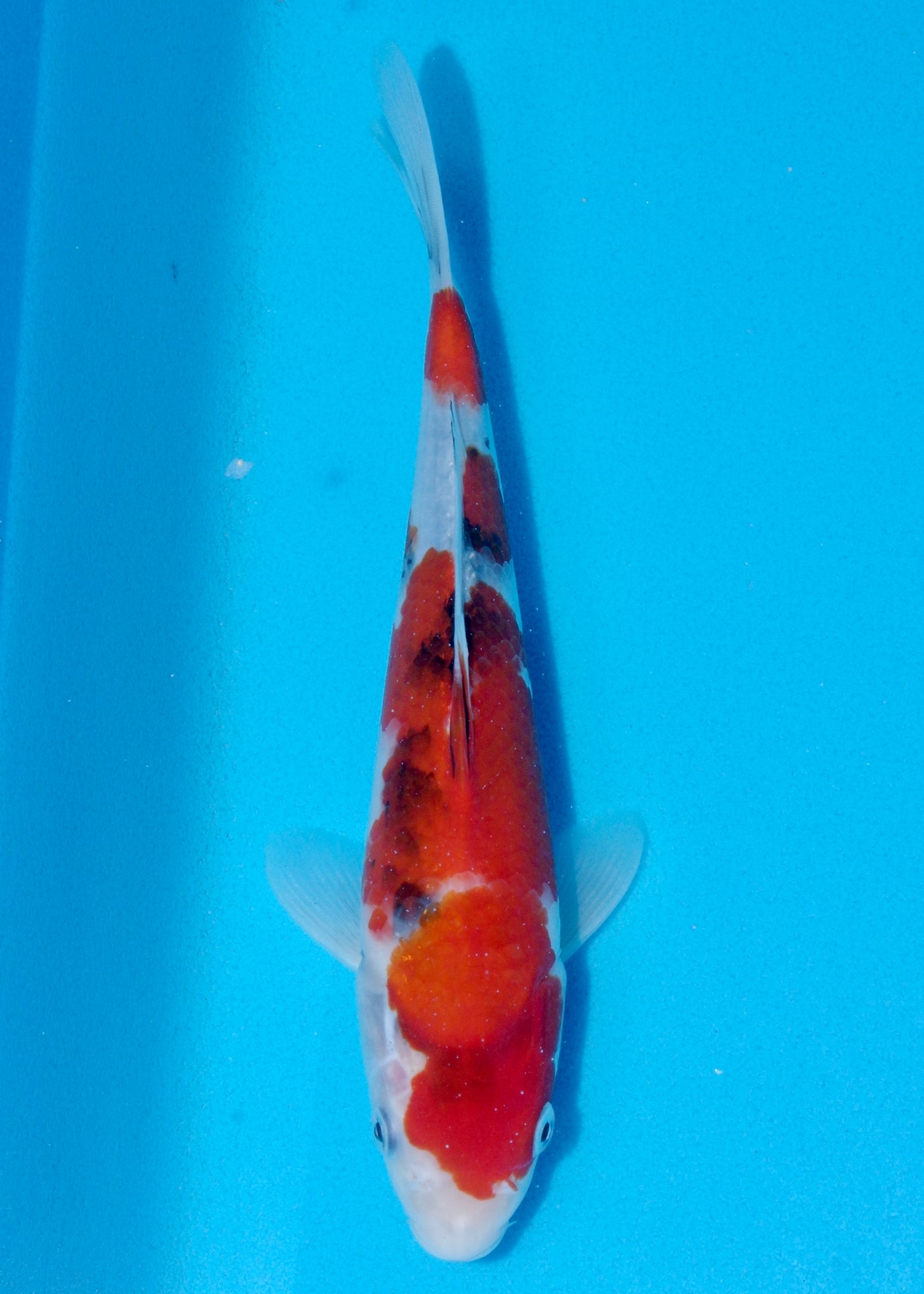 27cm Showa (Sekiguchi) REF - AUG186