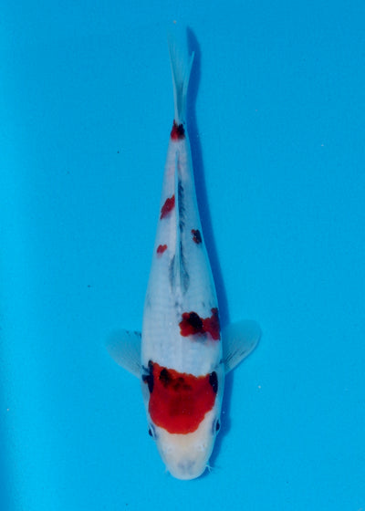 27cm Showa (Sekiguchi) REF - AUG187