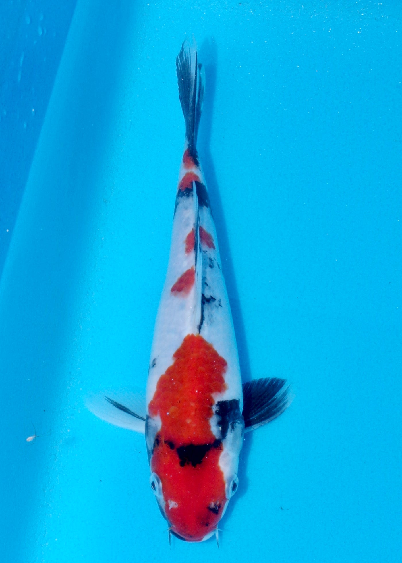 25cm Showa (Sekiguchi) REF - AUG188