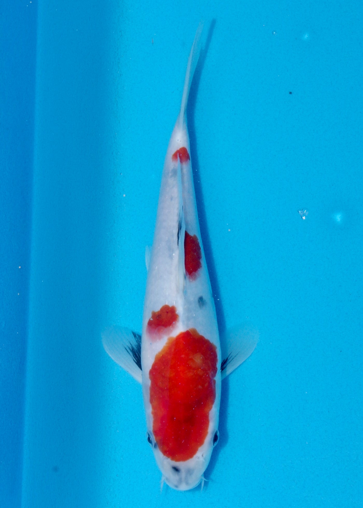 26cm Showa (Sekiguchi) REF - AUG190